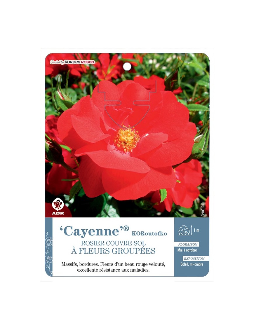 Cayenne® KORoutofko