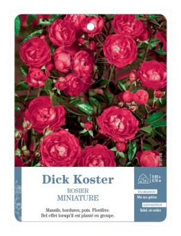Rosier miniature Dick Koster