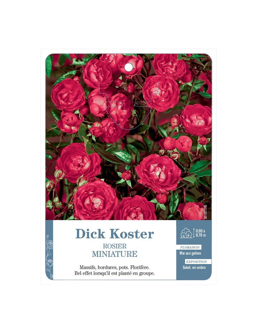 Rosier miniature Dick Koster