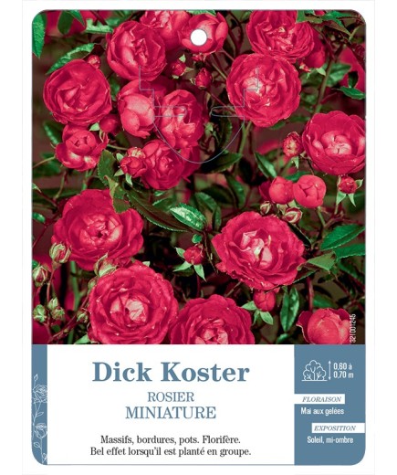 Rosier miniature Dick Koster