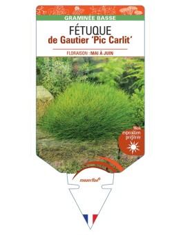 FESTUCA gautieri Pic Carlit voir Fétuque de Gautier