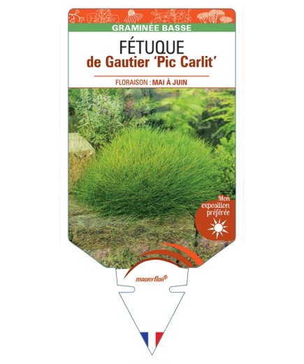 FESTUCA gautieri Pic Carlit voir Fétuque de Gautier