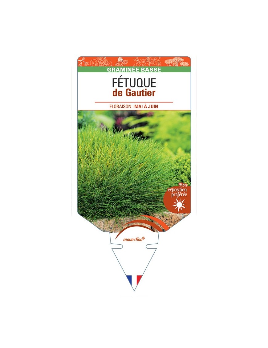 FESTUCA gautieri voir Fétuque de Gautier