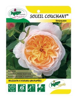 Soleil Couchant® Simjoqueen