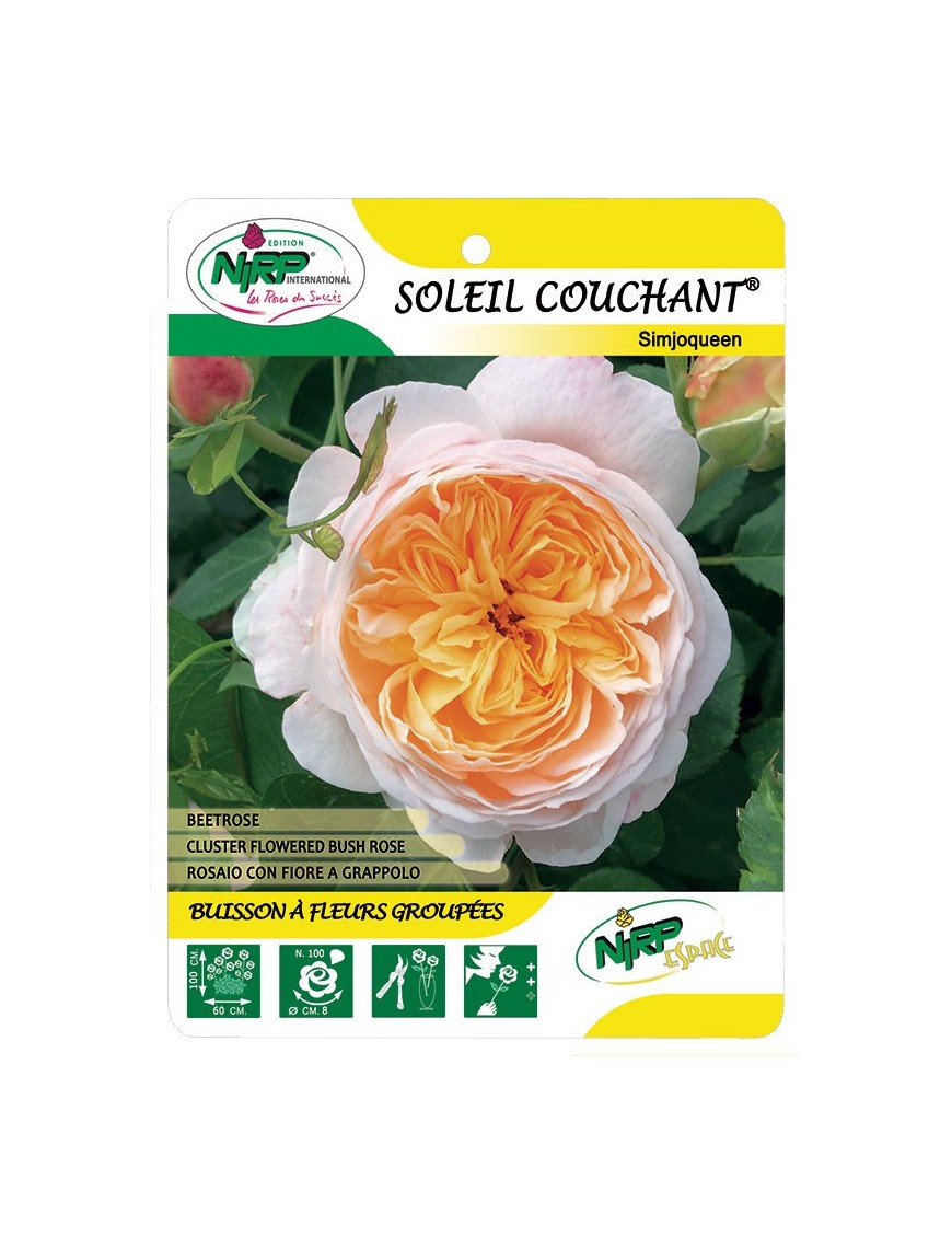 Soleil Couchant® Simjoqueen