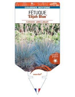 FESTUCA glauca Elijah Blue voir Fétuque