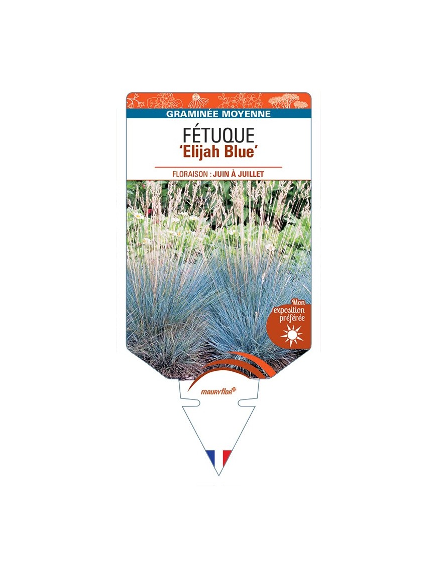 FESTUCA glauca Elijah Blue voir Fétuque