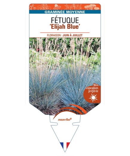 FESTUCA glauca Elijah Blue voir Fétuque