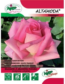 Rosier à grandes fleurs ALTAMODA ® *