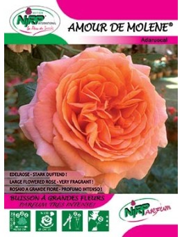 Rosier à grandes fleurs AMOUR DE MOLENE ® *