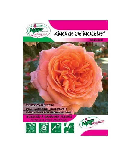 Rosier à grandes fleurs AMOUR DE MOLENE ® *