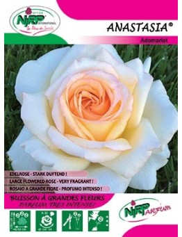 Rosier à grandes fleurs ANASTASIA ®