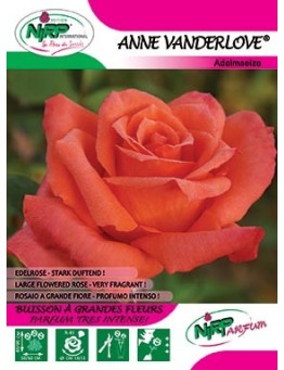Rosier à grandes fleurs ANNE VANDERLOVE ®
