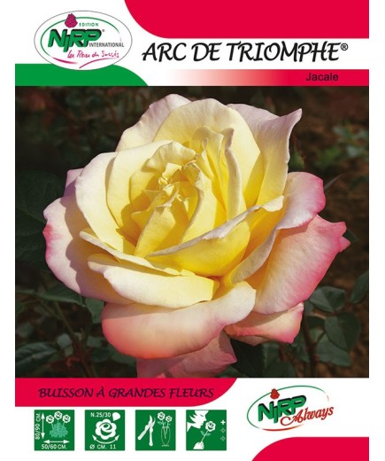 Rosier à grandes fleurs ARC DE TRIOMPHE ® *