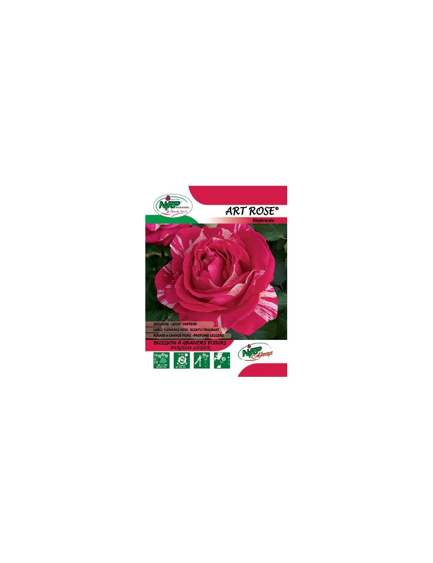 Rosier à grandes fleurs ART ROSE ® *