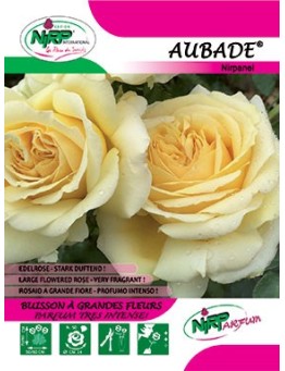 Rosier à grandes fleurs AUBADE ® *
