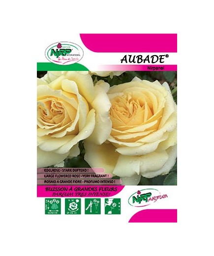 Rosier à grandes fleurs AUBADE ® *