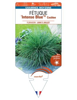 FESTUCA glauca Intense Blue® Casblue voir Fétuque