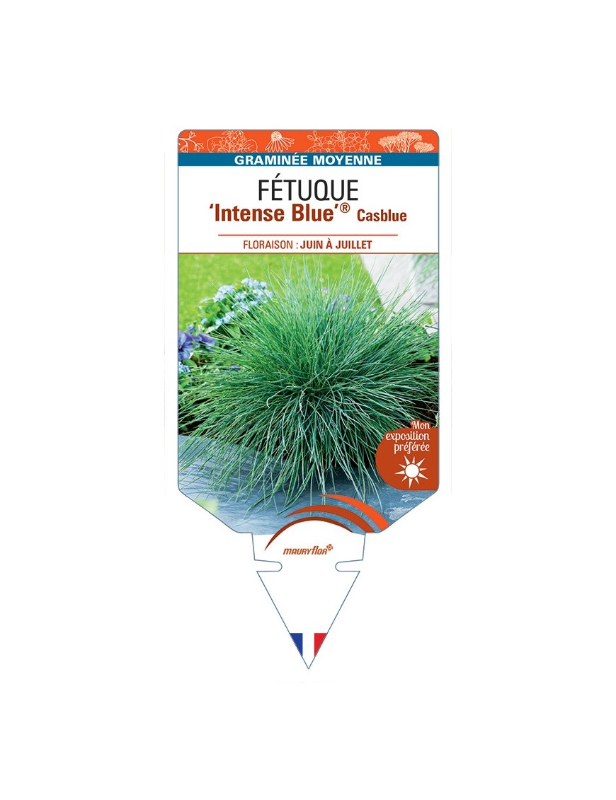 FESTUCA glauca Intense Blue® Casblue voir Fétuque