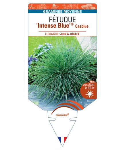 FESTUCA glauca Intense Blue® Casblue voir Fétuque