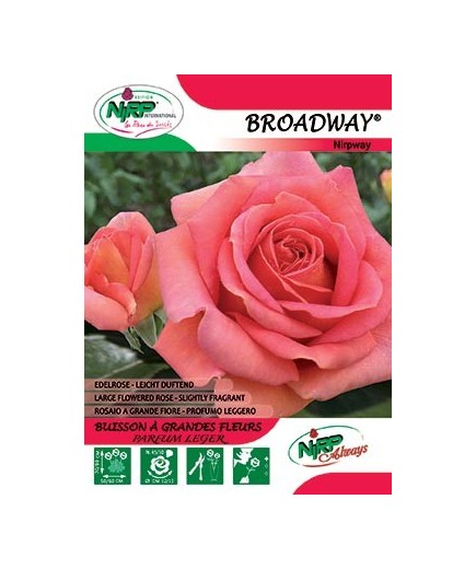 Rosier à grandes fleurs BROADWAY ® *