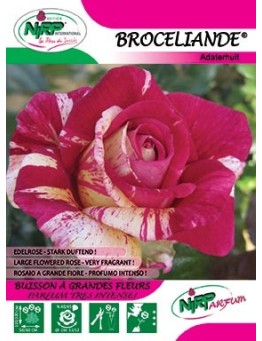 Rosier à grandes fleurs BROCELIANDE ®
