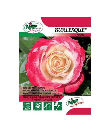 Rosier à grandes fleurs BURLESQUE ® *