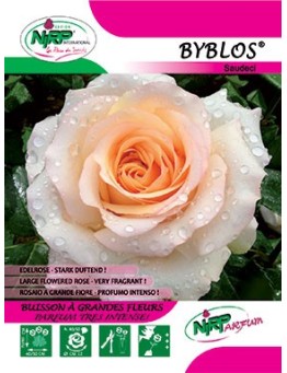 Rosier à grandes fleurs BYBLOS ® (Saudeci) *