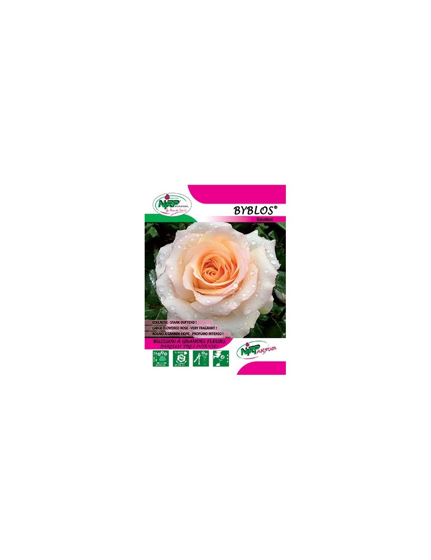 Rosier à grandes fleurs BYBLOS ® (Saudeci) *