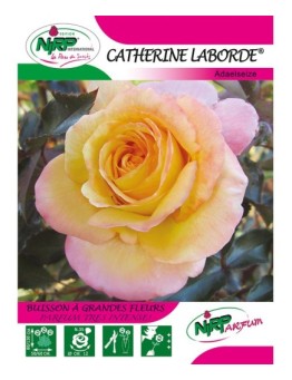 Rosier à grandes fleurs CATHERINE LABORDE ® *