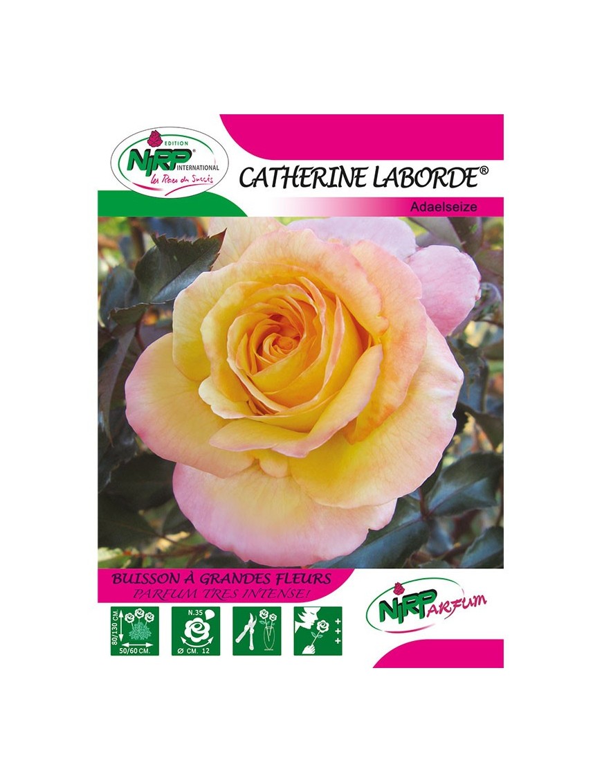 Rosier à grandes fleurs CATHERINE LABORDE ® *