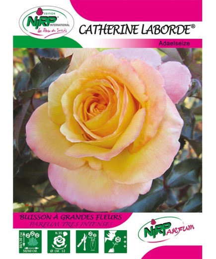Rosier à grandes fleurs CATHERINE LABORDE ® *