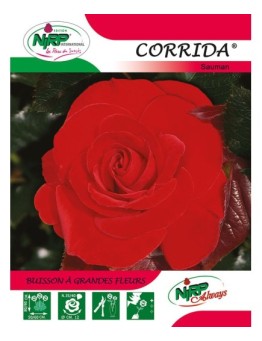 Rosier à grandes fleurs CORRIDA ® *
