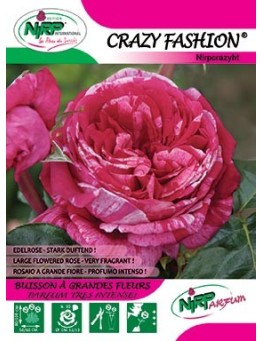 Rosier à grandes fleurs CRAZY FASHION ®