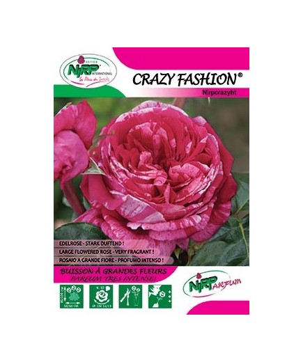 Rosier à grandes fleurs CRAZY FASHION ®