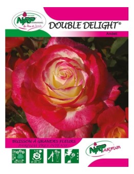 Rosier à grandes fleurs DOUBLE DELIGHT ®