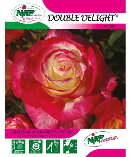 Rosier à grandes fleurs DOUBLE DELIGHT ®