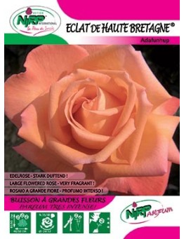 Rosier à grandes fleurs ECLAT DE HAUTE BRETAGNE ®