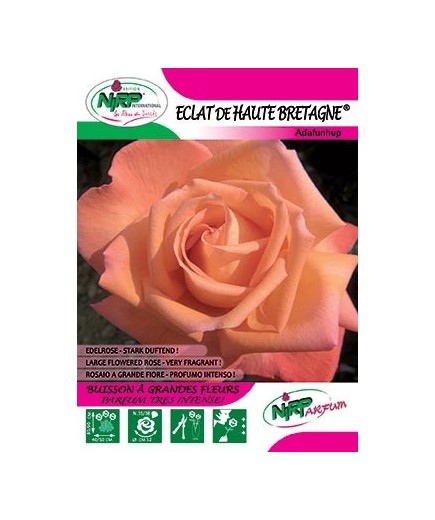 Rosier à grandes fleurs ECLAT DE HAUTE BRETAGNE ®