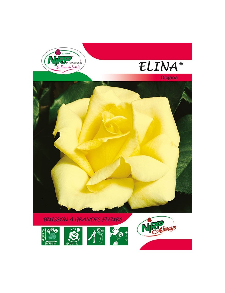 Rosier à grandes fleurs ELINA ® *