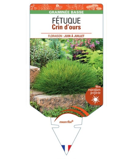 FESTUCA SCOPARIA voir Fétuque Crin d’ours