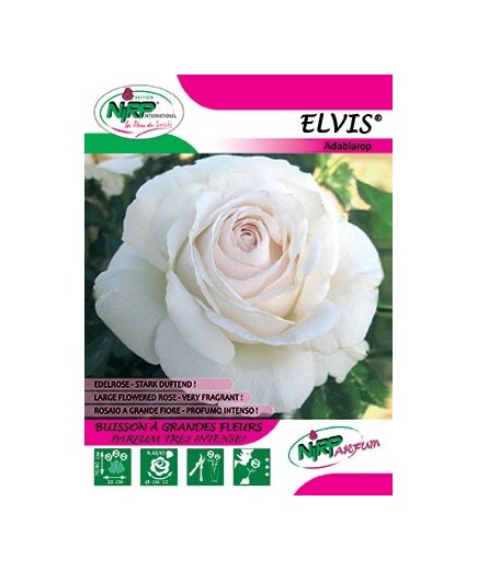 Rosier à grandes fleurs ELVIS ®