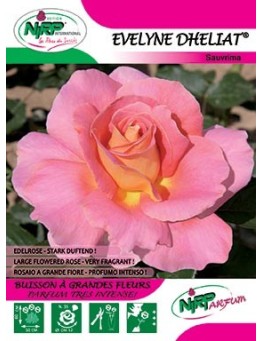 Rosier à grandes fleurs EVELYNE DHELIAT ® *