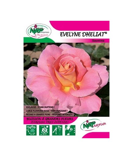 Rosier à grandes fleurs EVELYNE DHELIAT ® *