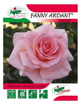 Rosier à grandes fleurs FANNY ARDANT ® *