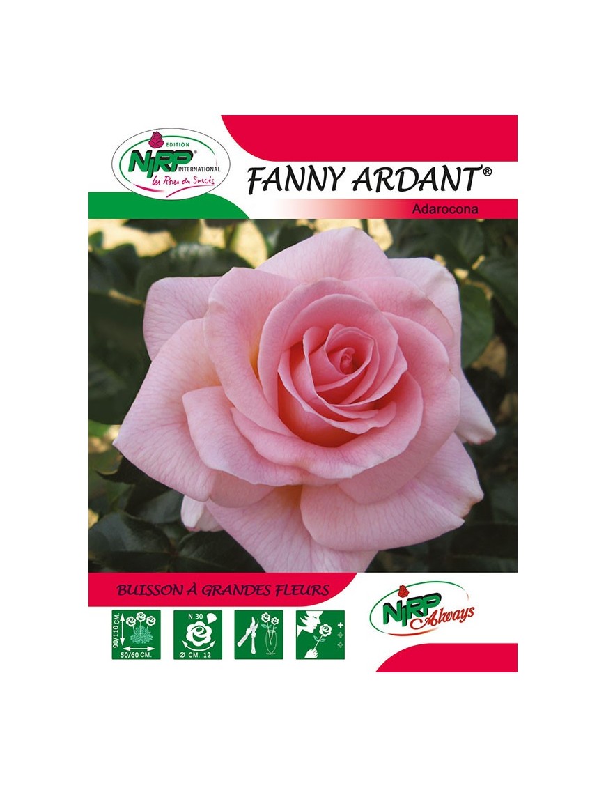 Rosier à grandes fleurs FANNY ARDANT ® *