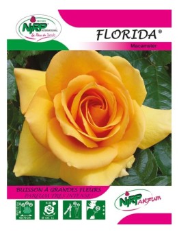 Rosier à grandes fleurs FLORIDA ® *