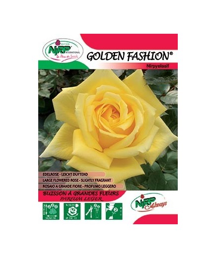 Rosier à grandes fleurs GOLDEN FASHION ® *