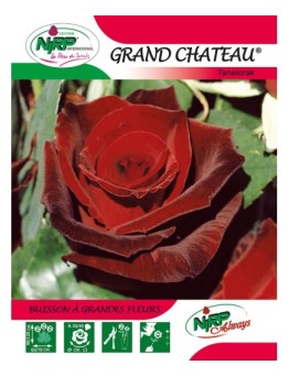 Rosier à grandes fleurs GRAND CHATEAU ® *