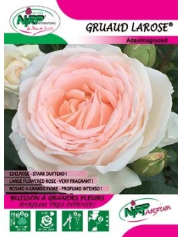 Rosier à grandes fleurs GRUAUD LAROSE ®